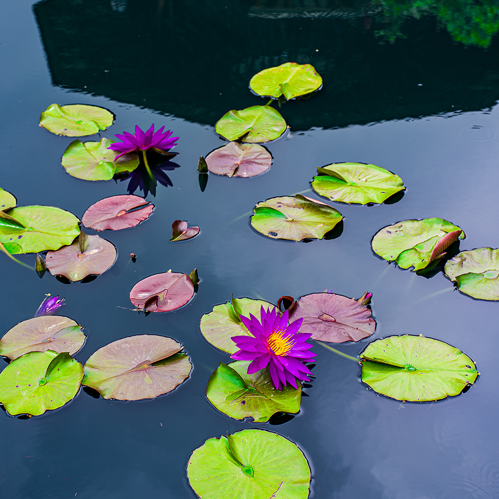 Jardín Botánico de cali